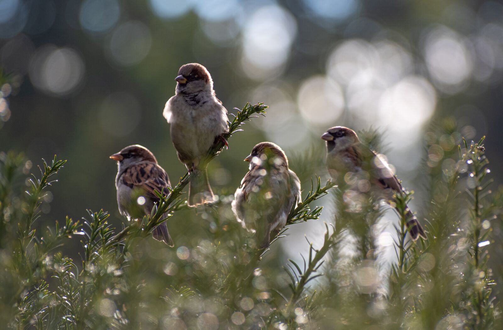 Pentax K-70 + Sigma sample photo. Sparrows, group, birds photography