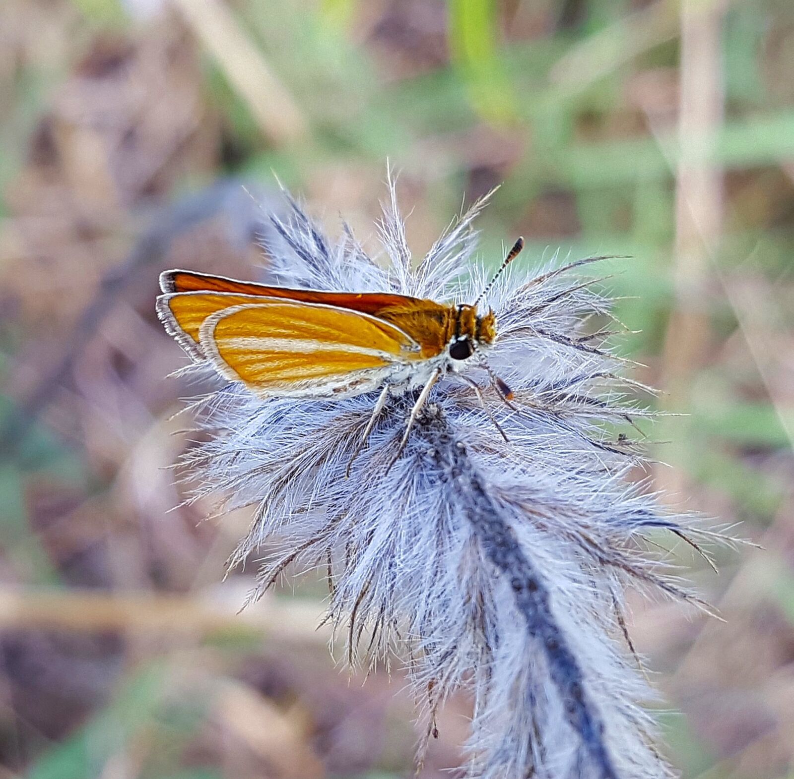 Samsung Galaxy Note5 sample photo. Butterfly, skipper butterfly, skipper photography