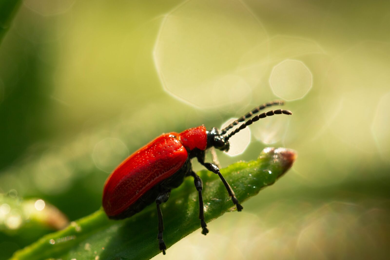 Canon EF 100mm F2.8L Macro IS USM sample photo. Poskrzypka purple, the beetle photography