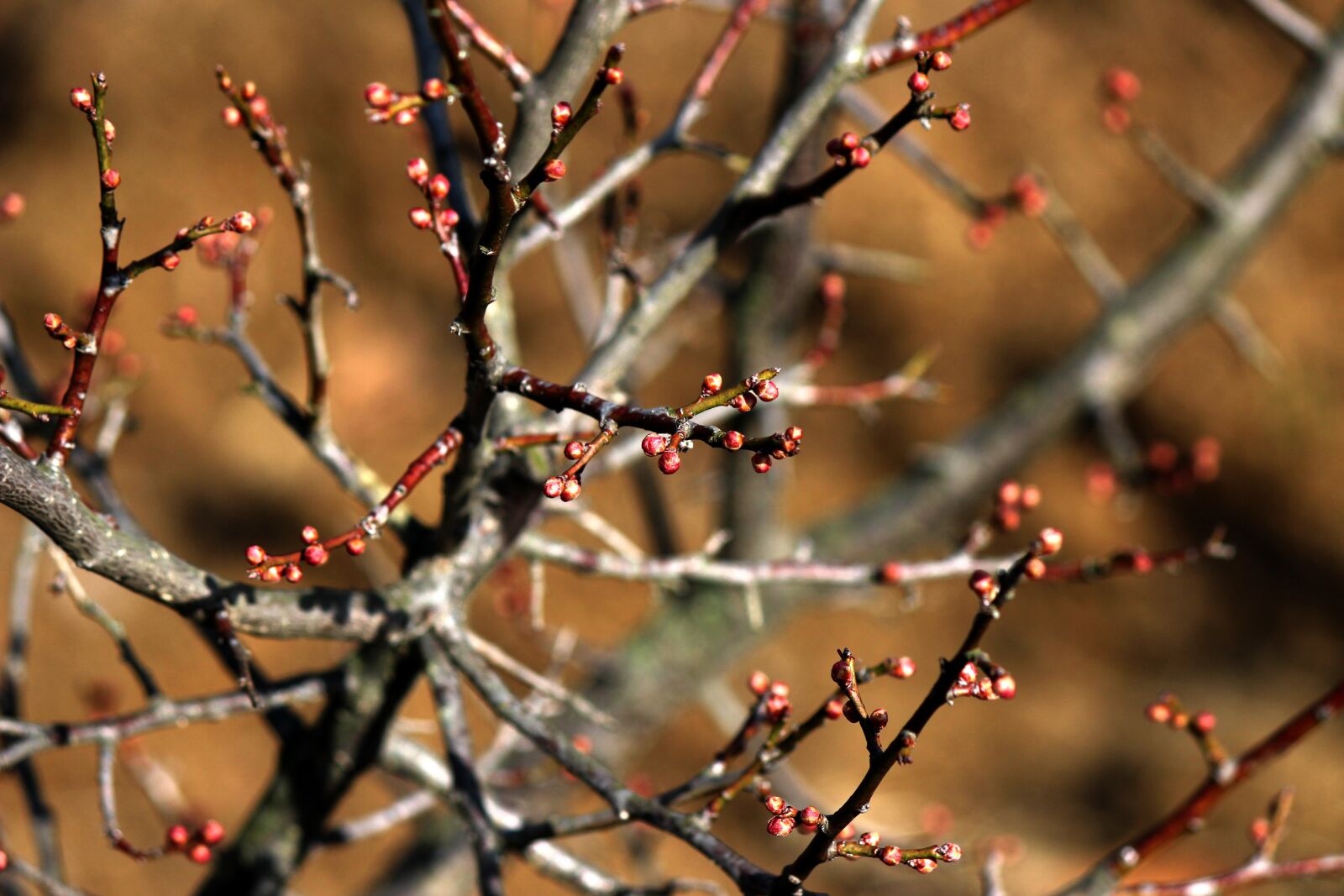 Canon EOS 100D (EOS Rebel SL1 / EOS Kiss X7) sample photo. Plum trees, plum, plum photography