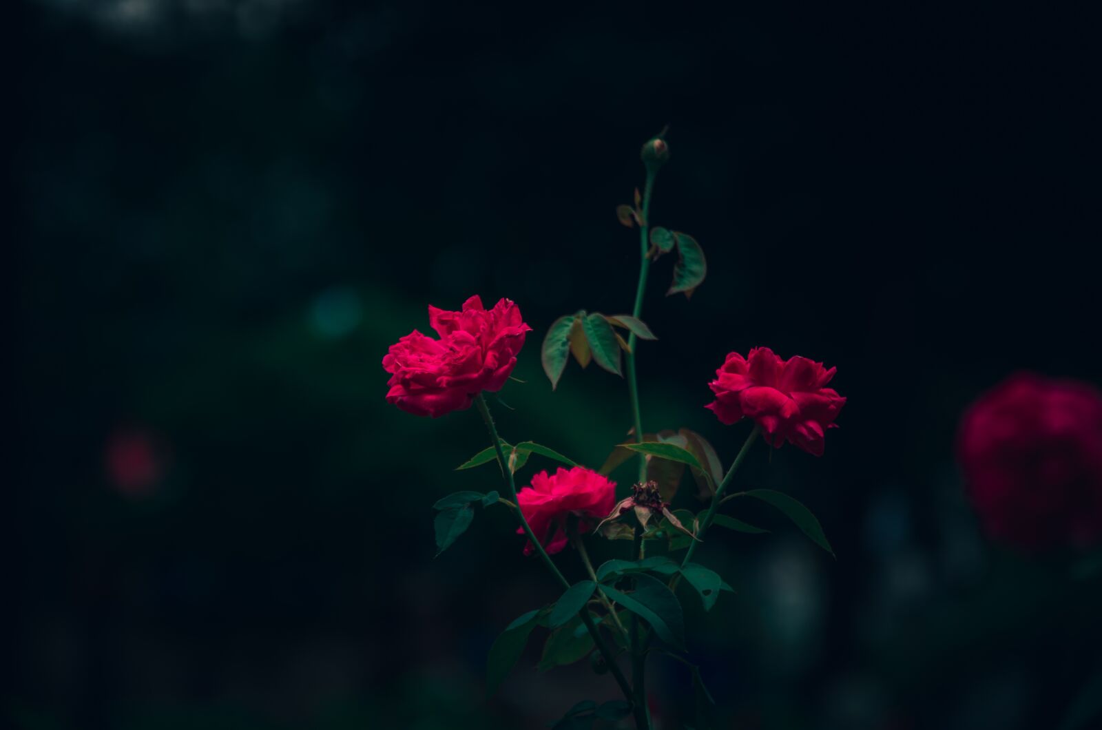 Nikon D7000 sample photo. Rose, flower, blooming photography