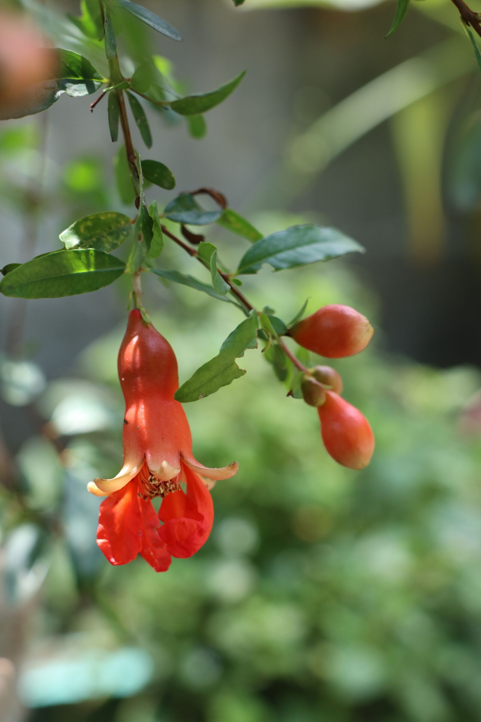 Canon EF-M 18-150mm F3.5-6.3 IS STM sample photo. Red, green, flowers photography