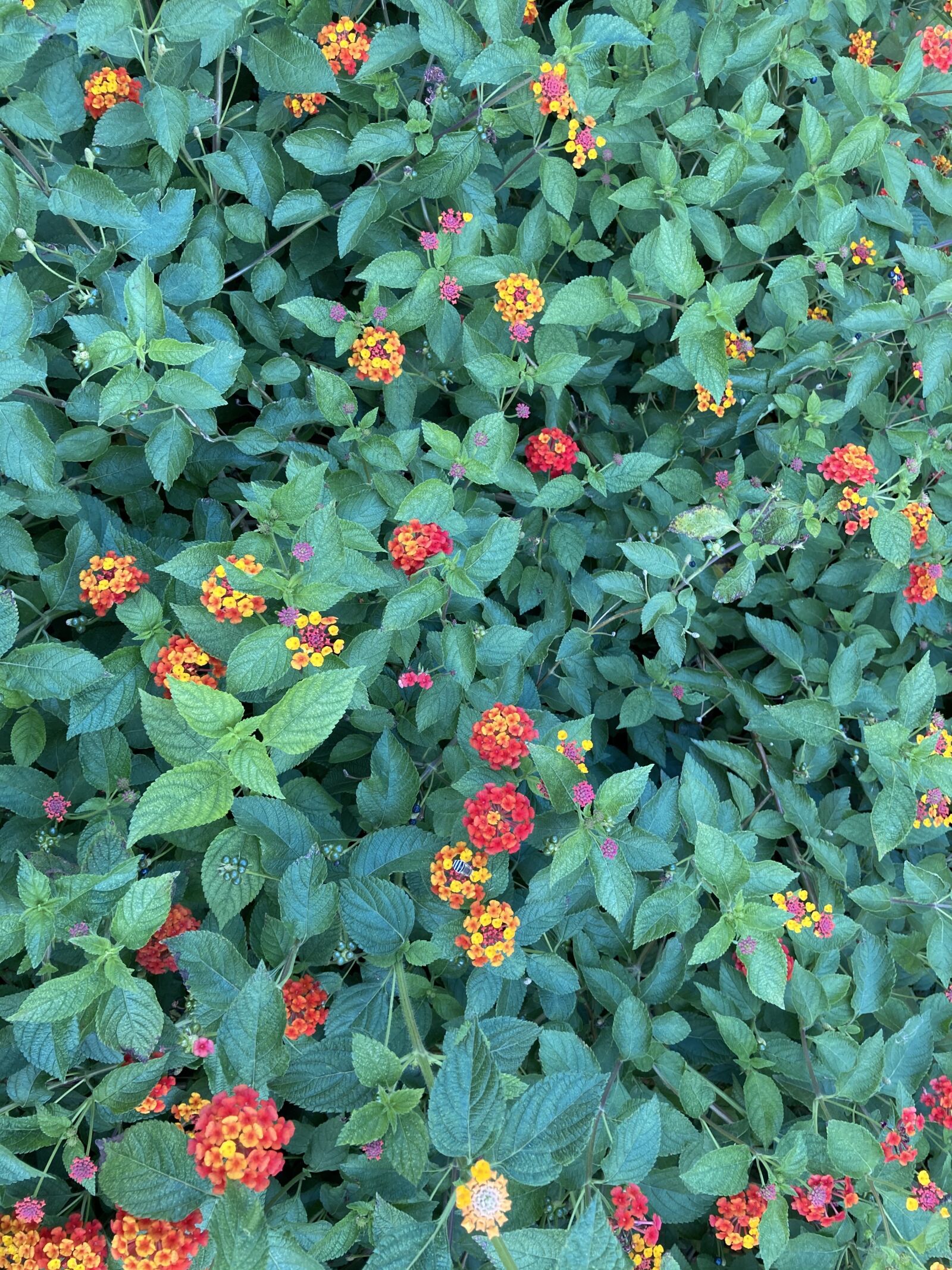 Apple iPhone SE (2nd generation) sample photo. Flowers, nature, leaves photography