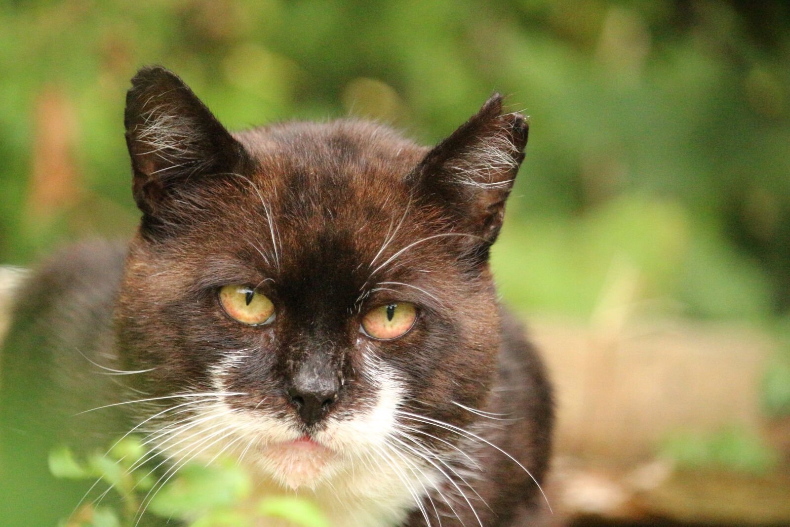 Canon EOS 100D (EOS Rebel SL1 / EOS Kiss X7) sample photo. Cat, strays, mieze photography
