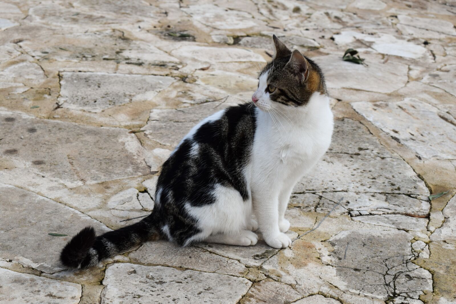 Nikon D3300 sample photo. Cat, stray, animal photography