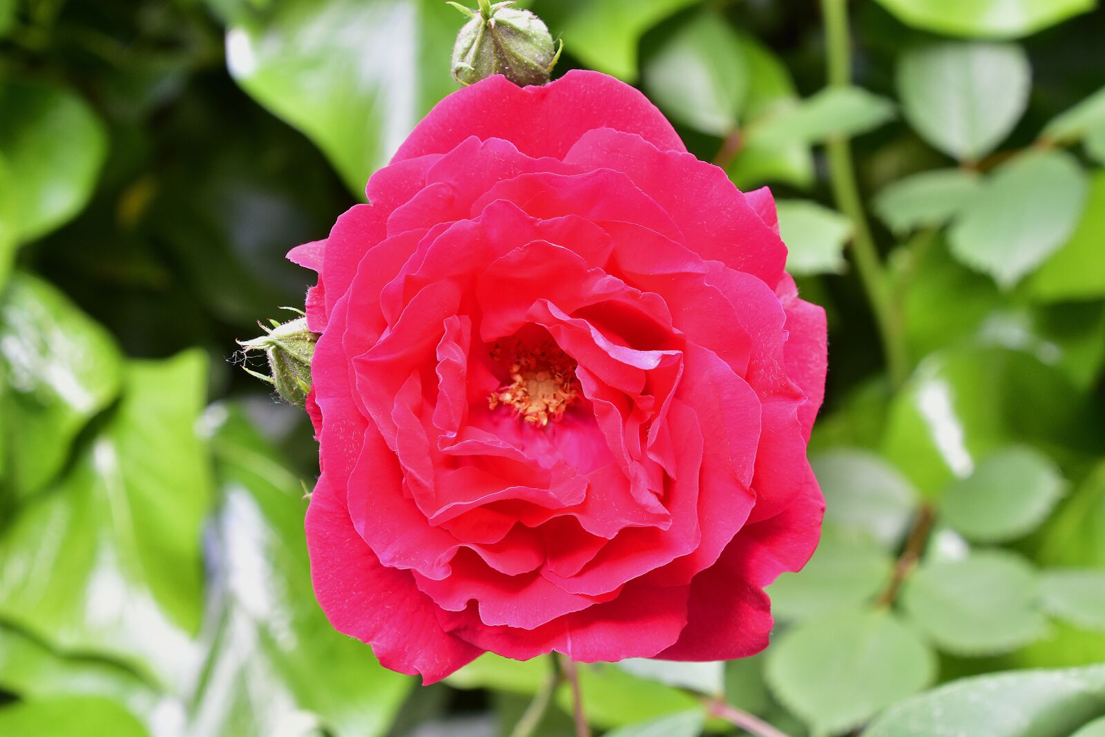 Nikon D7200 sample photo. Flower, nature, plant photography