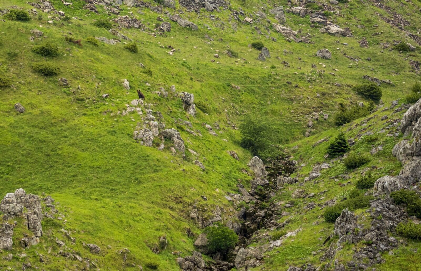 Nikon D7200 sample photo. Nature, animal, bear photography