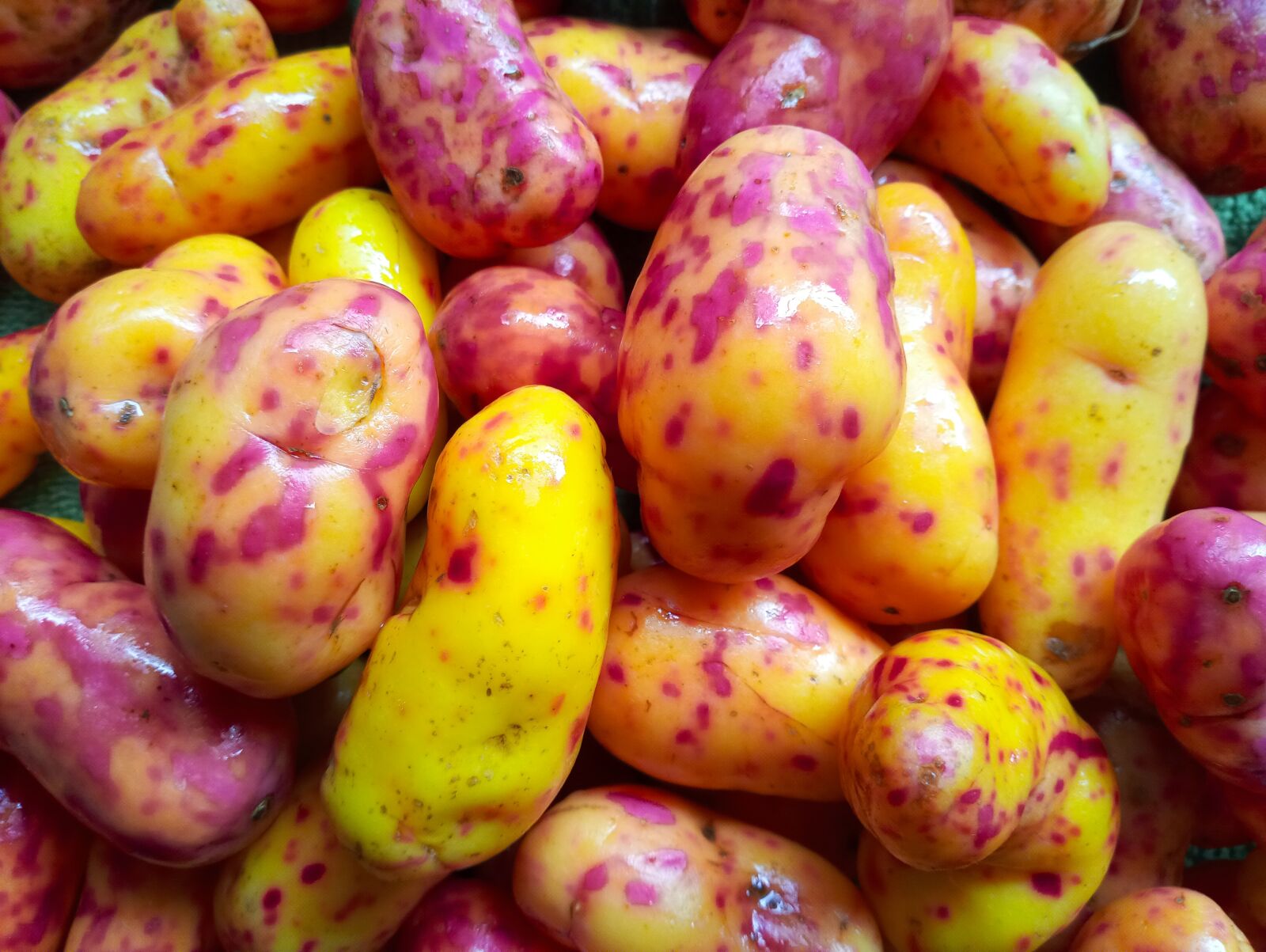 LG LM-X525 sample photo. Potato, olluco, ulluco photography
