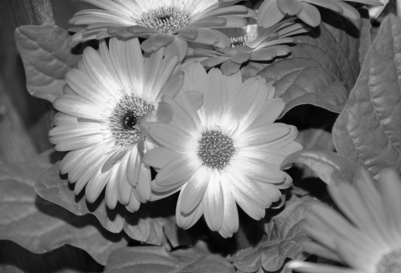 Nikon D5200 sample photo. Flowers, photo black white photography