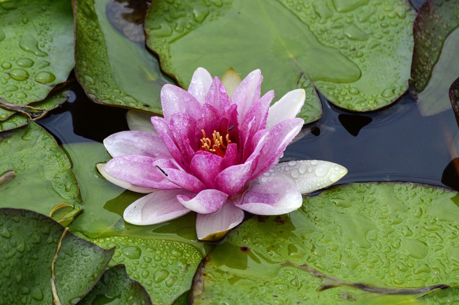 Nikon D3200 sample photo. Water lily, flower, water photography