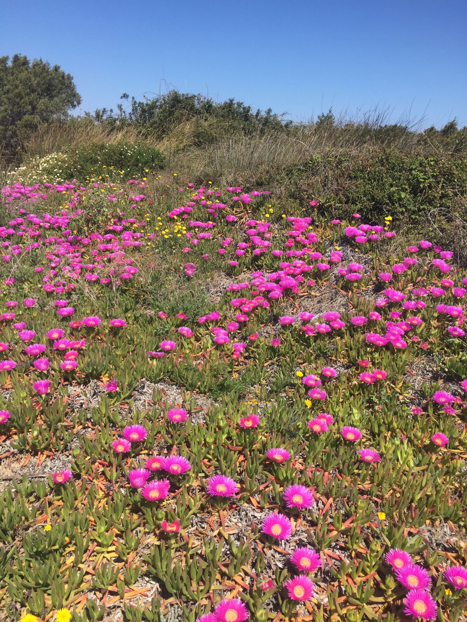 Apple iPhone 6 sample photo. Flowers, sea, sardinia photography