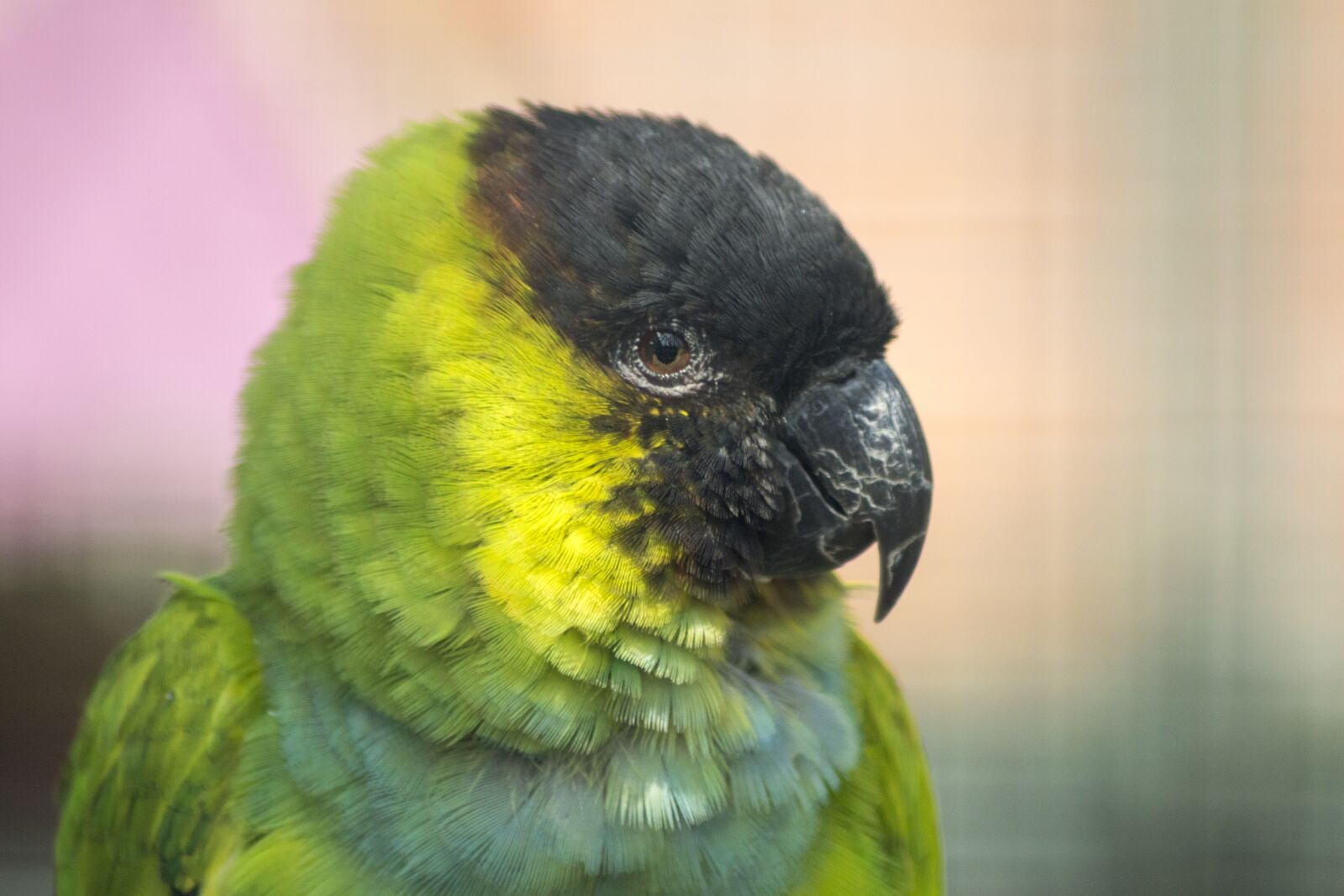 Nikon D3200 sample photo. Parrot, bird, nature photography