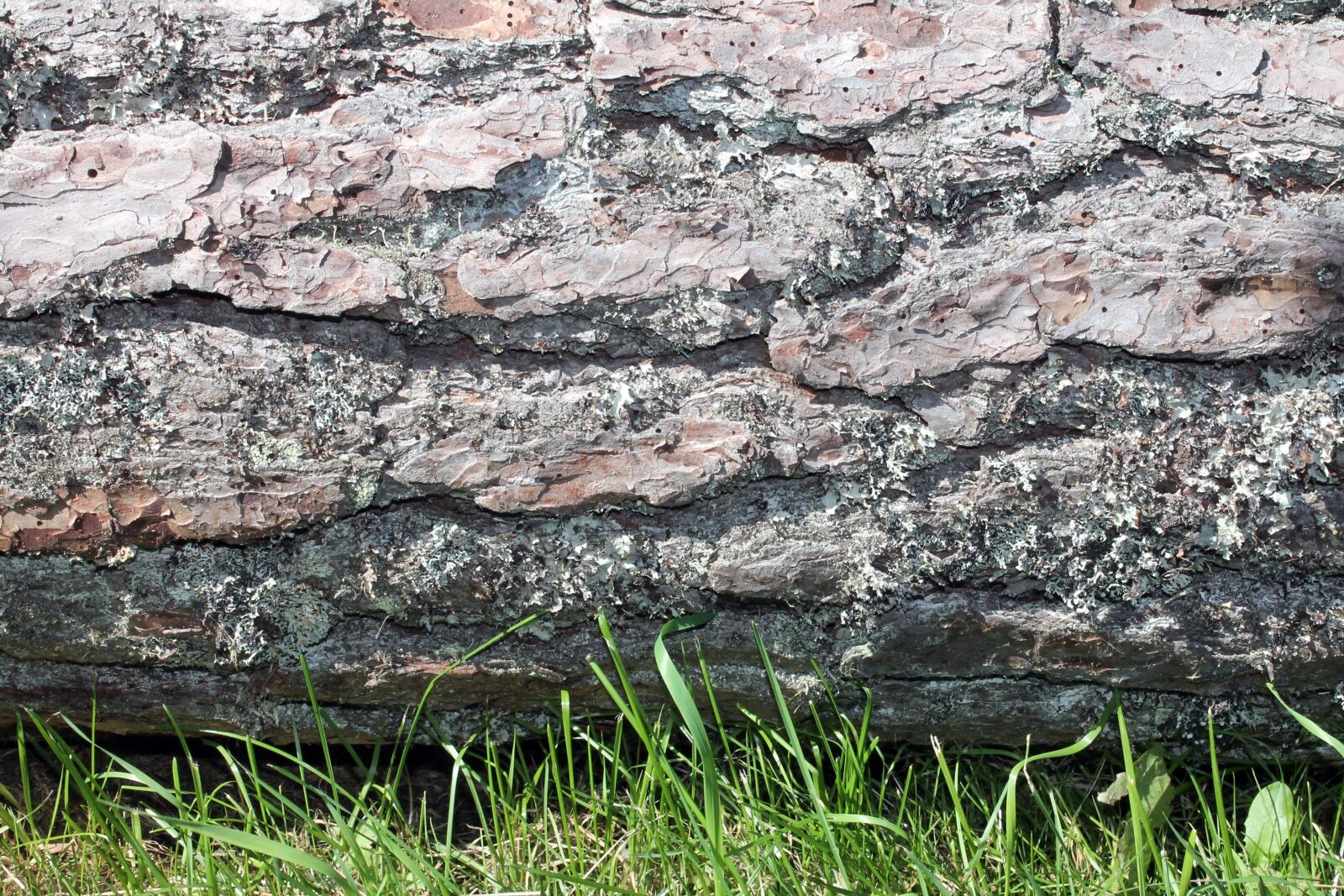 Canon EOS 1100D (EOS Rebel T3 / EOS Kiss X50) sample photo. Wood, log, fallen photography