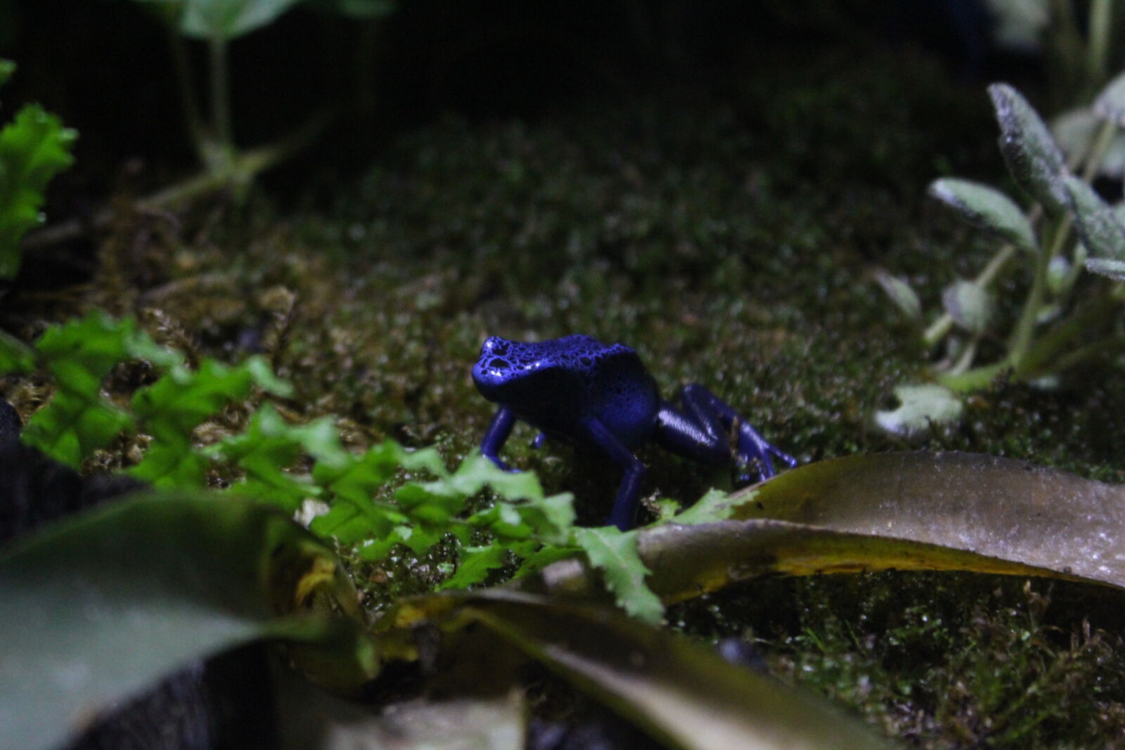 Canon EOS 700D (EOS Rebel T5i / EOS Kiss X7i) sample photo. Frog photography