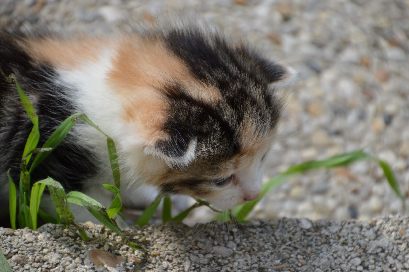 Nikon D3200 sample photo. Kitten, sniff, feel photography