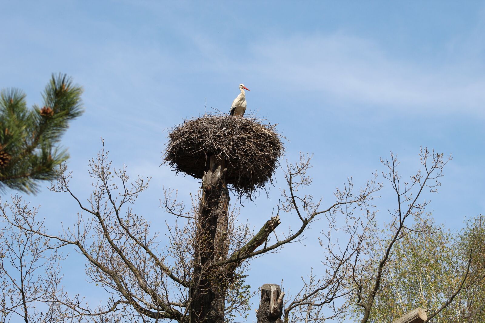 Canon EOS 4000D (EOS Rebel T100 / EOS 3000D) sample photo. Stork, stork's nest, tree photography