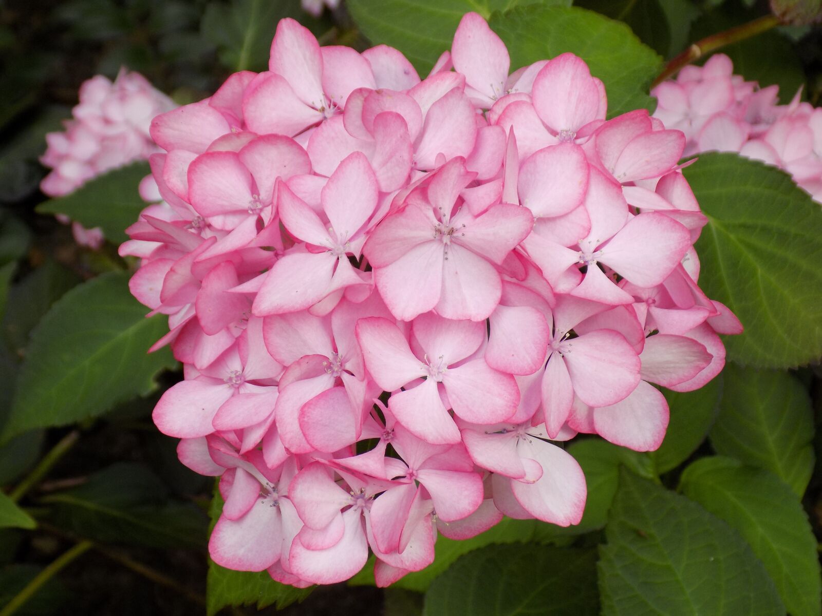 Nikon COOLPIX L340 sample photo. Hydrangea, flower, plant photography