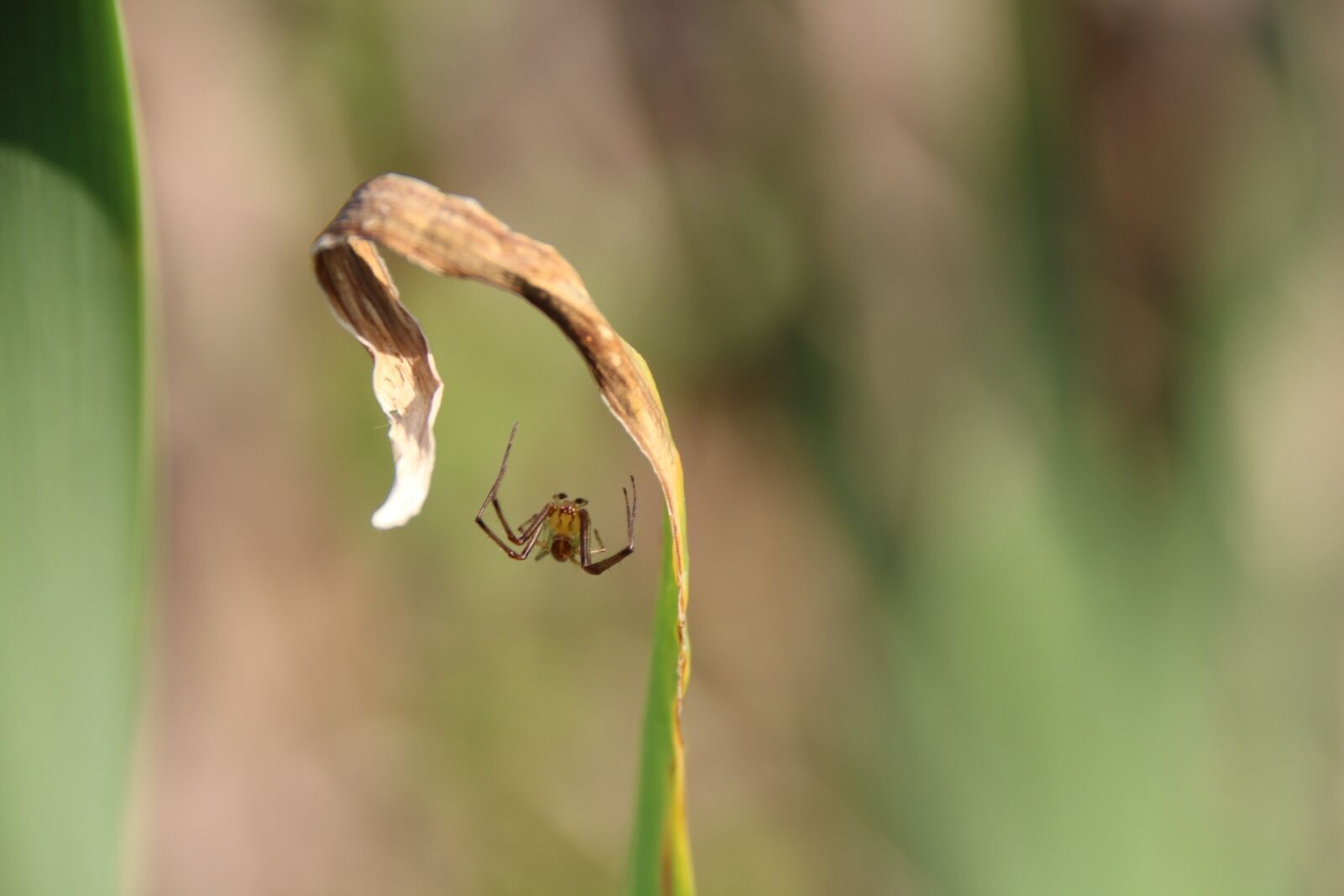 Canon EOS 1300D (EOS Rebel T6 / EOS Kiss X80) sample photo. Spider, macro, nature photography