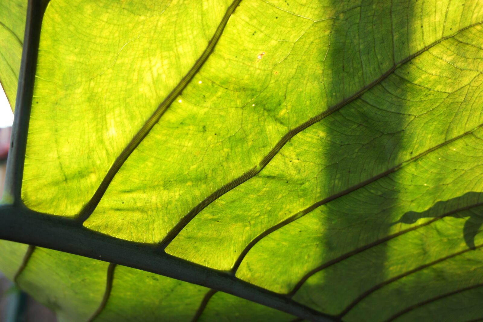 Sony Alpha NEX-5 sample photo. Leaf, veins, green photography