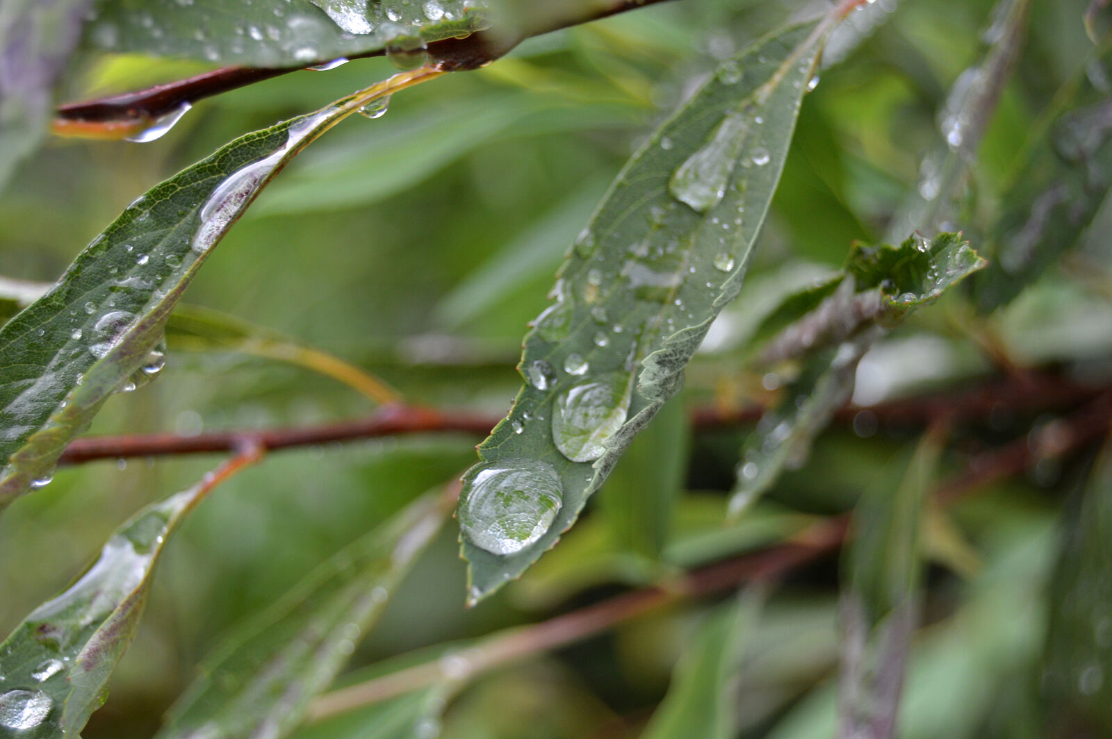 Nikon D3200 sample photo. Drops, of, water, green photography