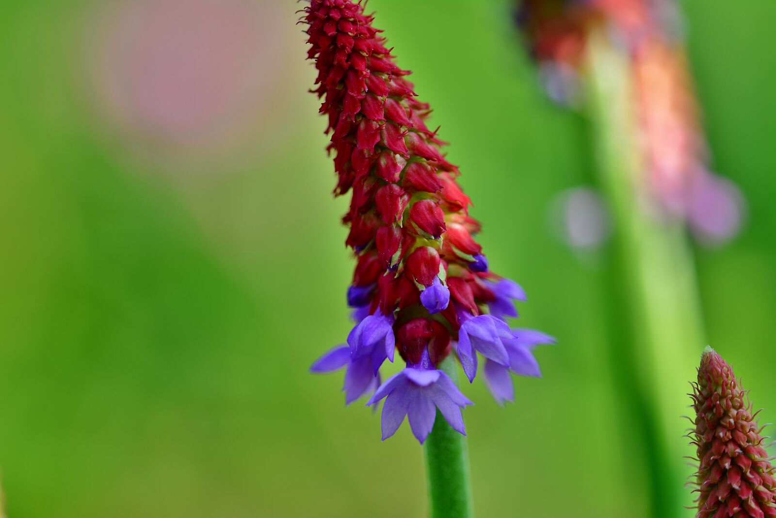 Nikon D5200 sample photo. Orchid primrose, garden, blossom photography