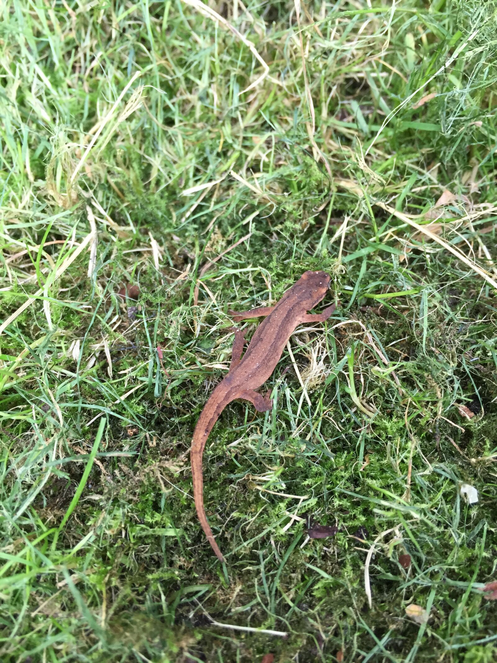 Apple iPhone 6 sample photo. Lizard, nature, reptile photography