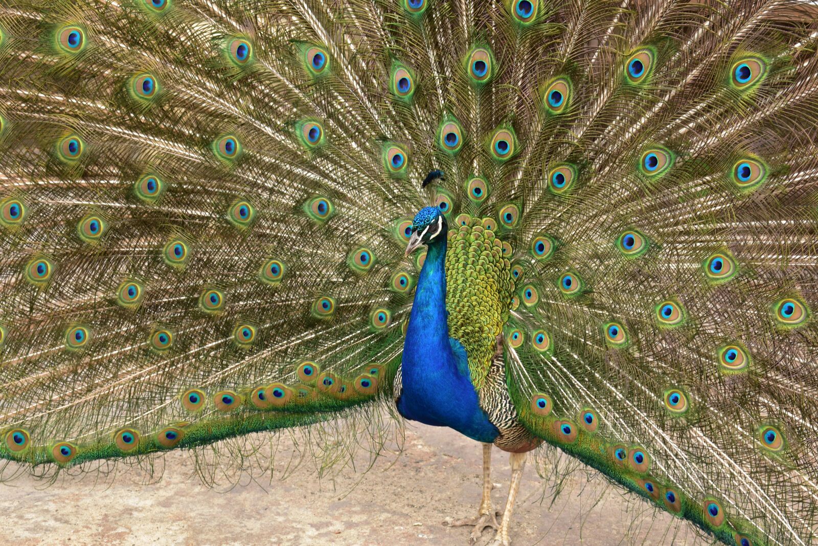 Nikon D3400 sample photo. Bird, pheasant, animal photography