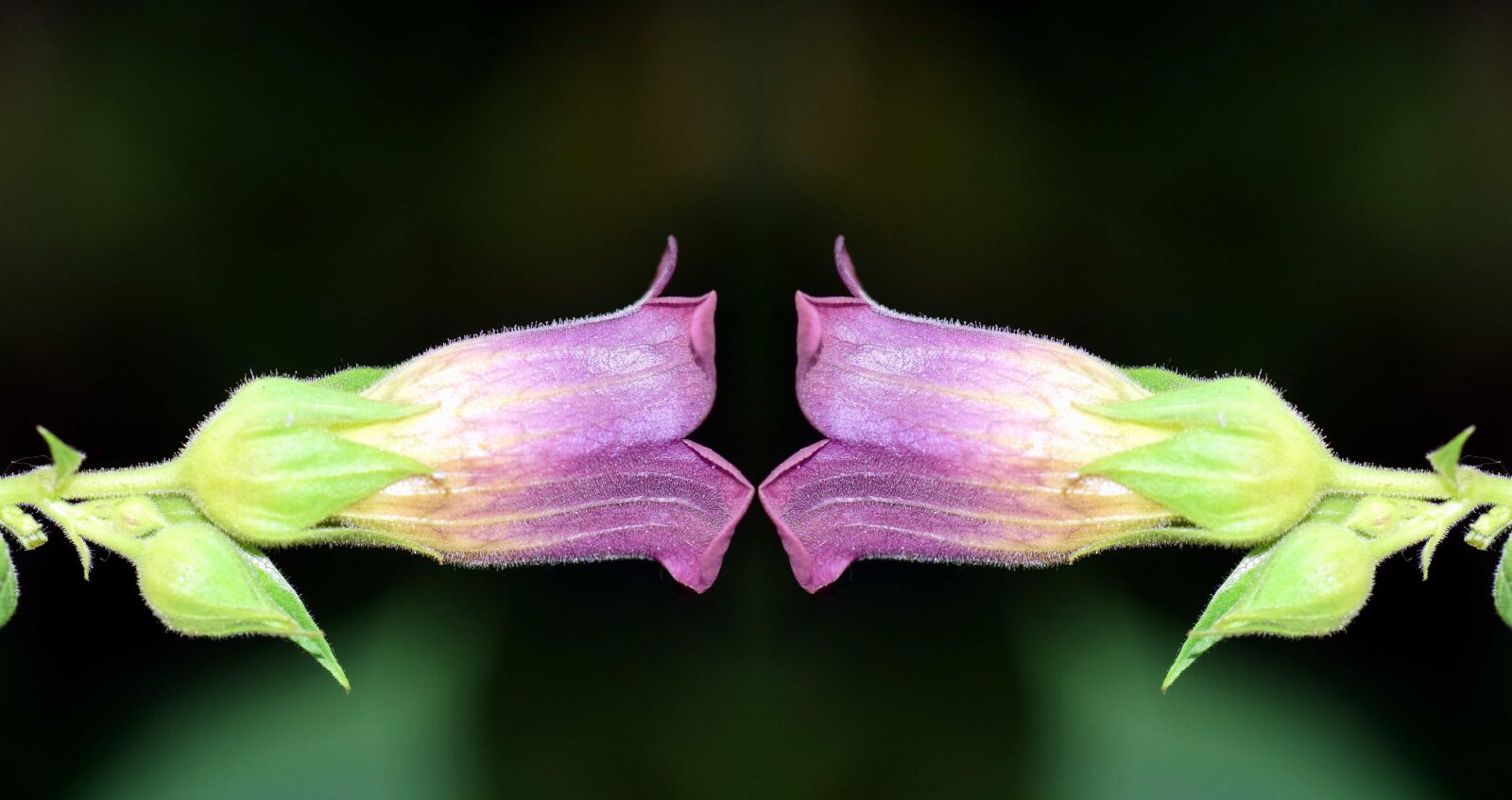 Nikon D3300 sample photo. Flower, flora, leaf, nature photography