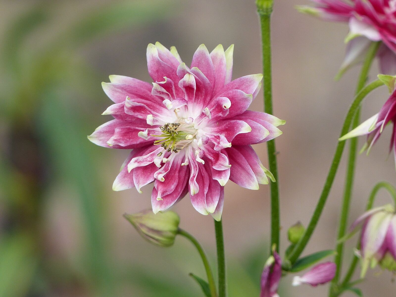 Panasonic Lumix DMC-FZ200 sample photo. Columbine, flower, pink photography