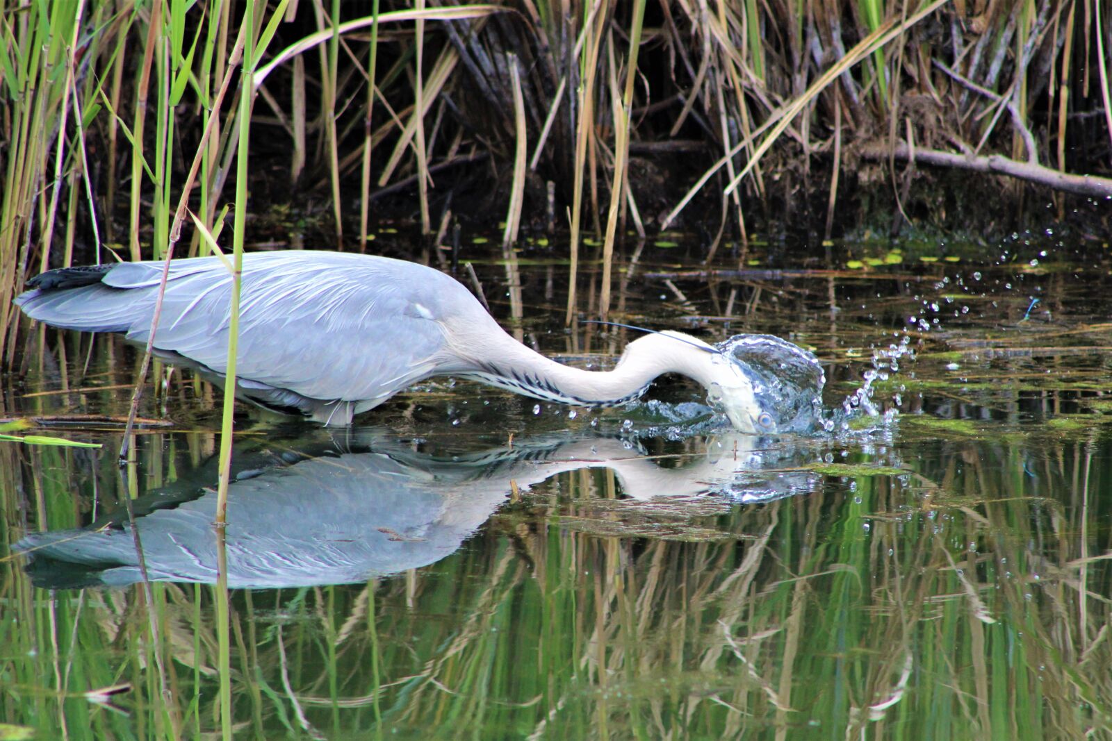 Canon EF75-300mm f/4-5.6 sample photo. Heron, bird, nature photography