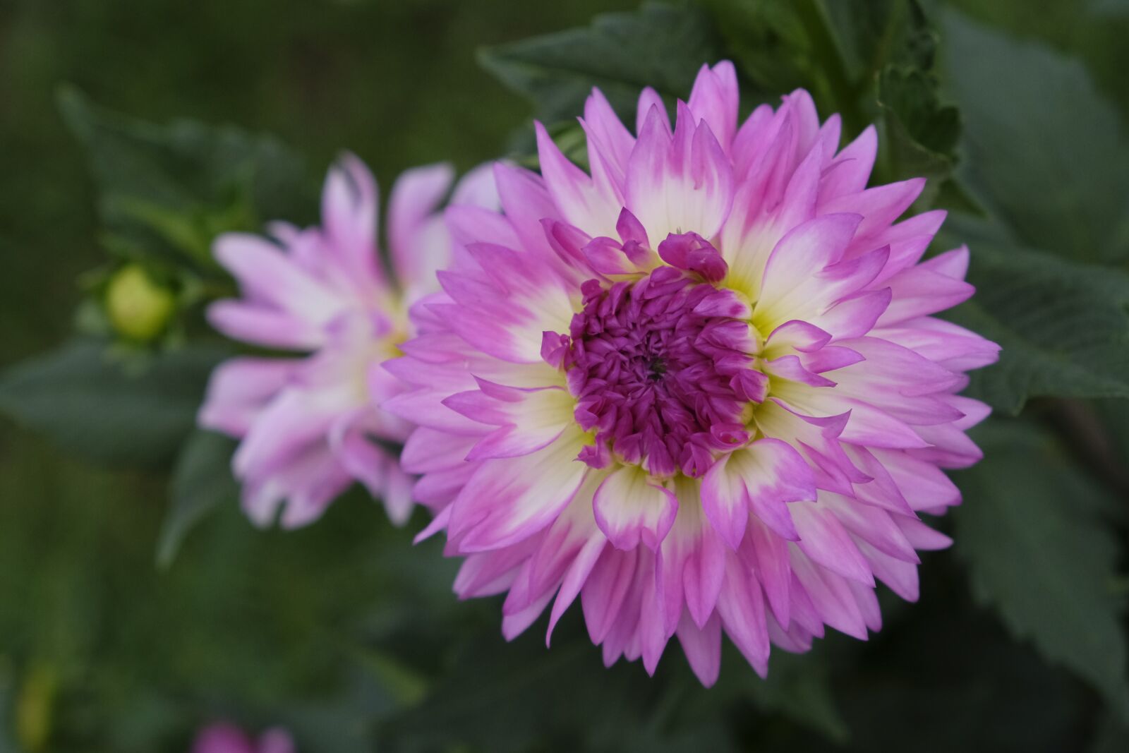 Fujifilm XF 18-55mm F2.8-4 R LM OIS sample photo. Flower, blossom, bloom photography