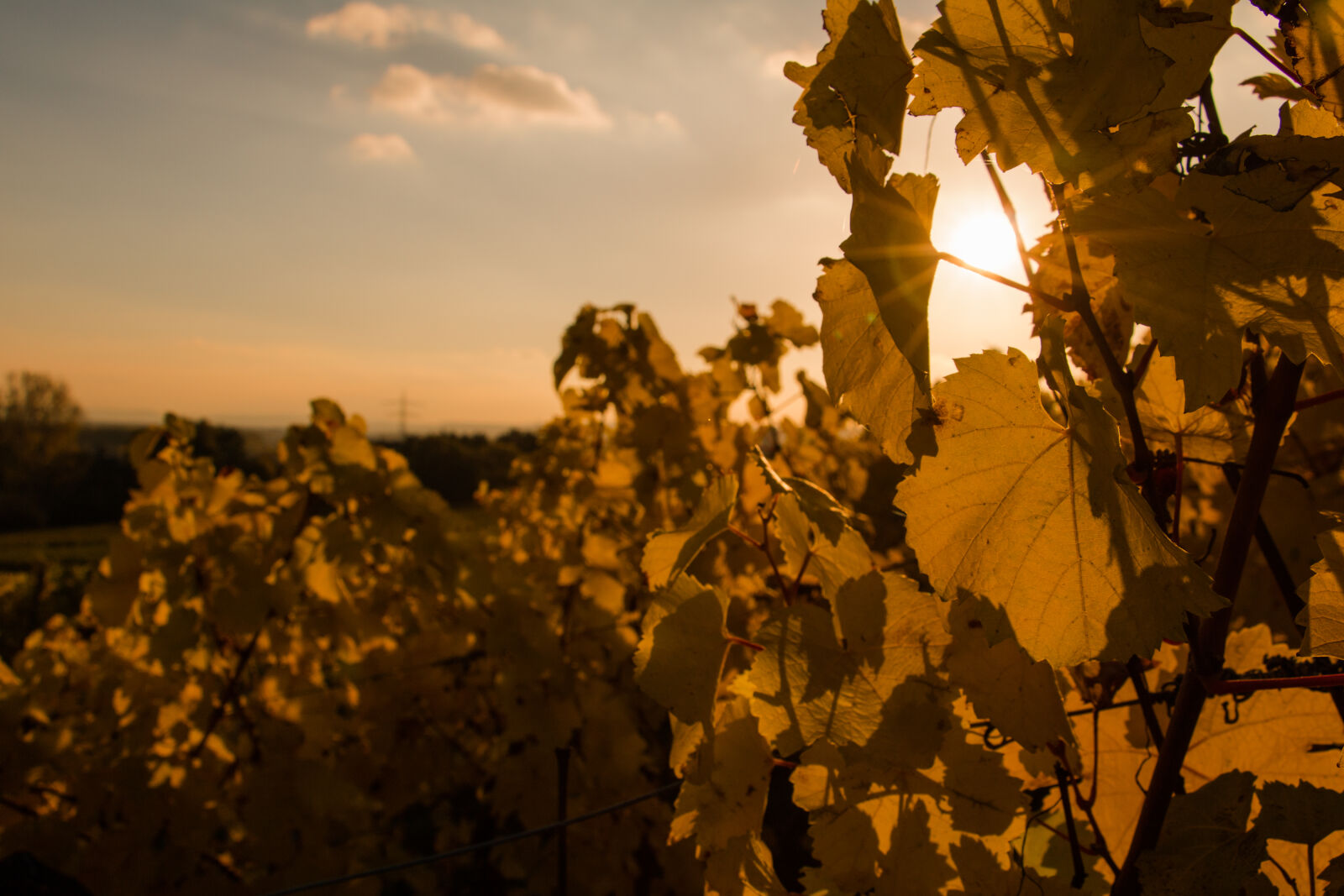 Canon EOS 750D (EOS Rebel T6i / EOS Kiss X8i) sample photo. Autumn, autumn, leaf, fall photography
