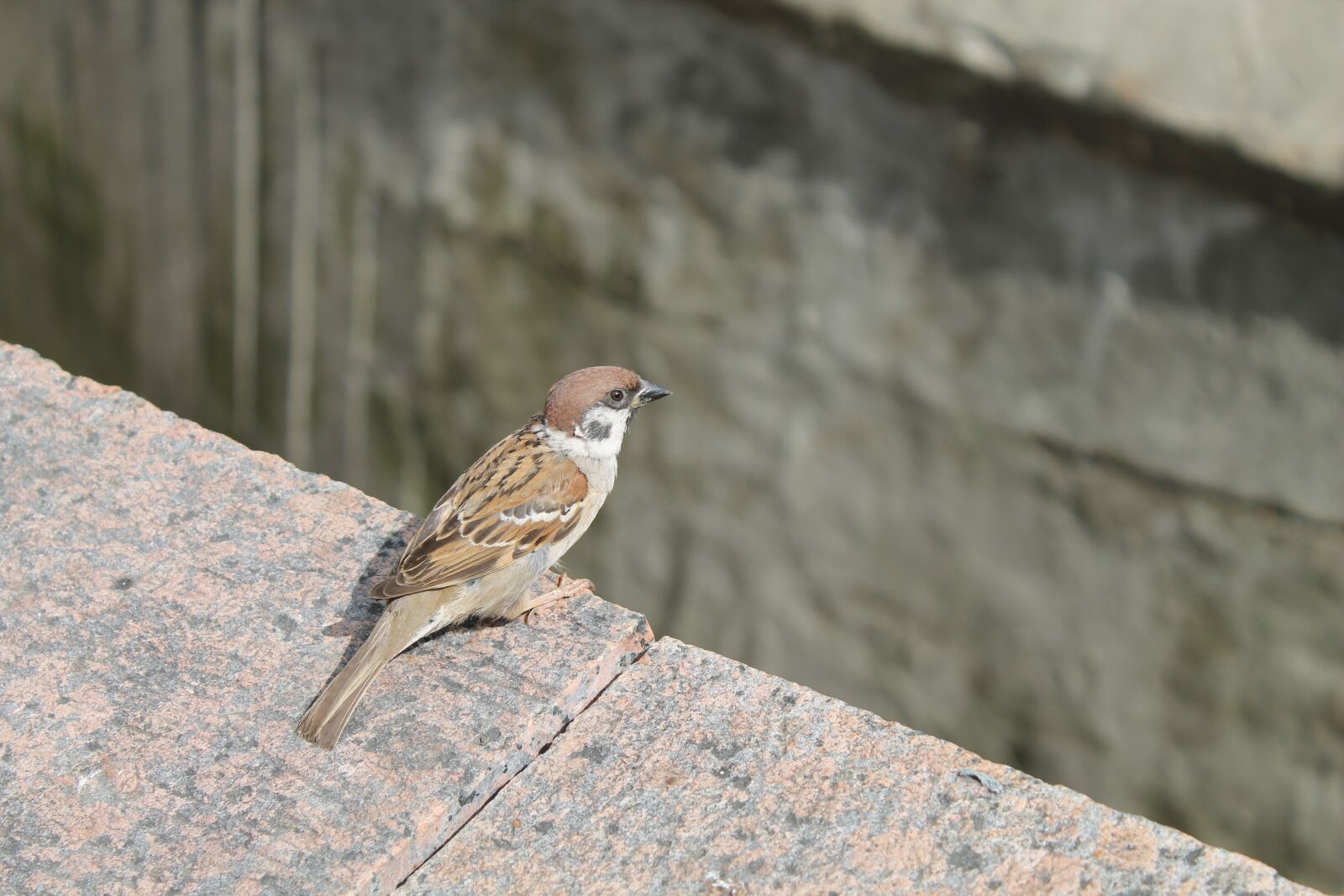 Canon EOS 1100D (EOS Rebel T3 / EOS Kiss X50) sample photo. Bird, sparrow photography
