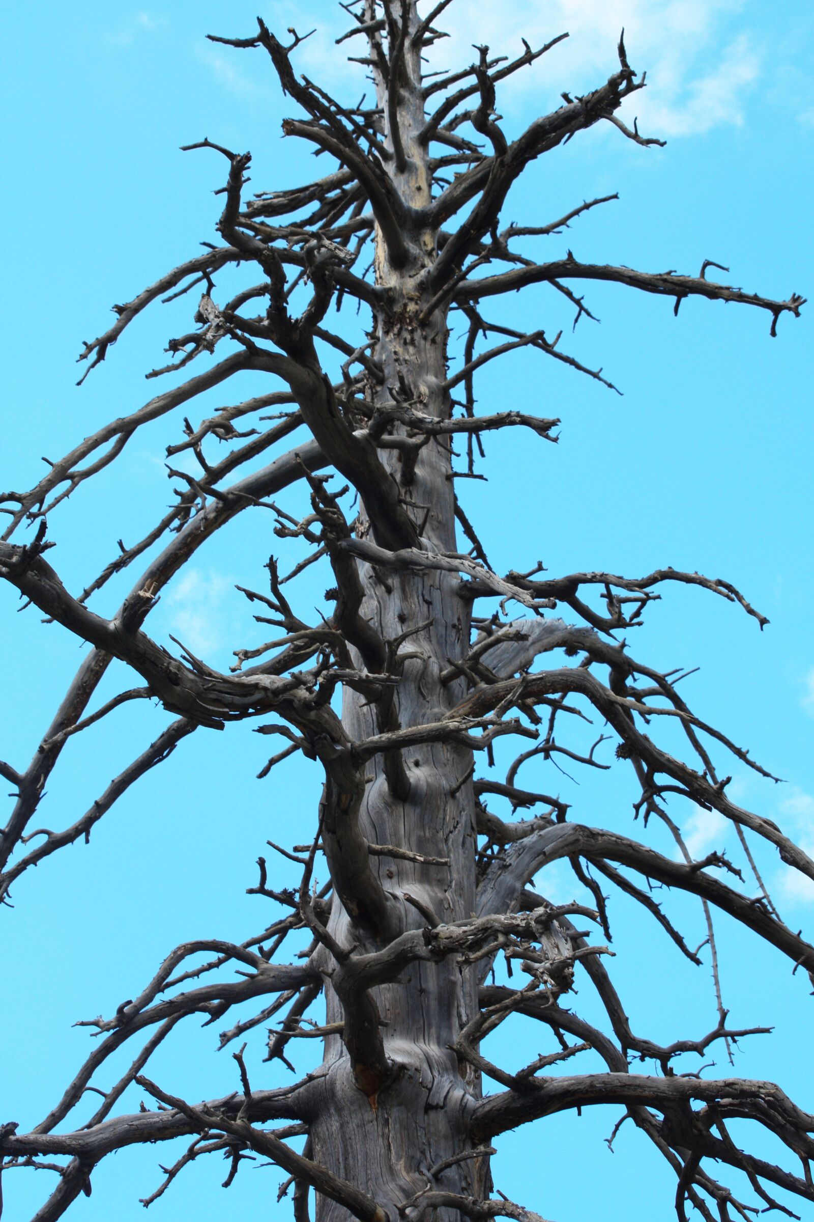 Canon EOS 450D (EOS Rebel XSi / EOS Kiss X2) sample photo. Tree, mountain, alps photography