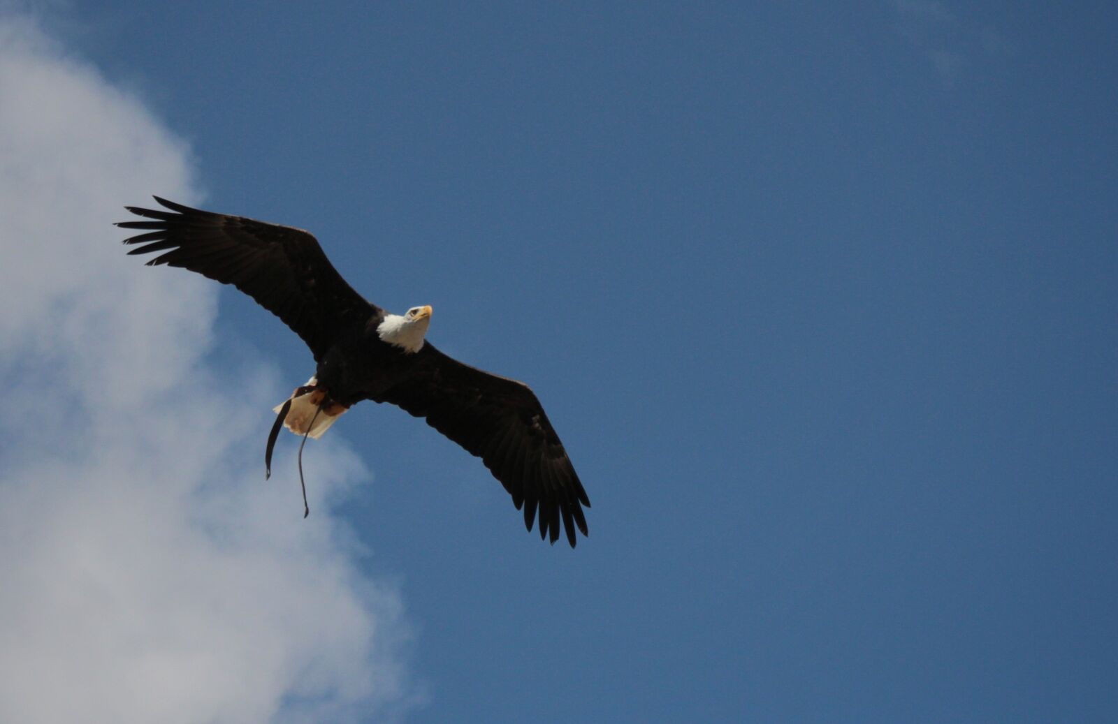 Canon EOS 600D (Rebel EOS T3i / EOS Kiss X5) sample photo. Bald eagles, adler, bald photography