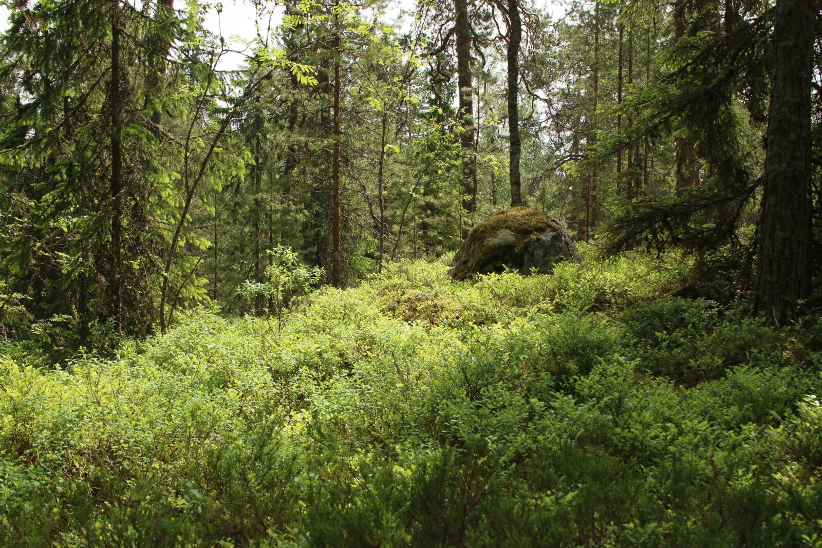 Canon EOS 70D + Canon EF-S 18-55mm F3.5-5.6 II sample photo. Forest, green, finnish photography