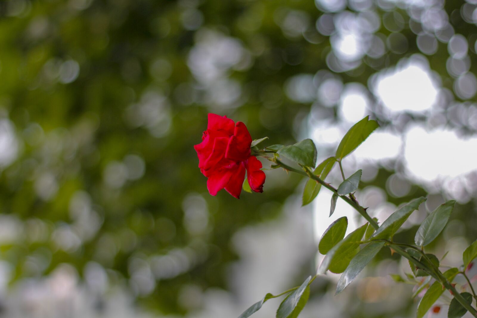 Canon EOS 60D sample photo. Bokeh, rose, nature photography