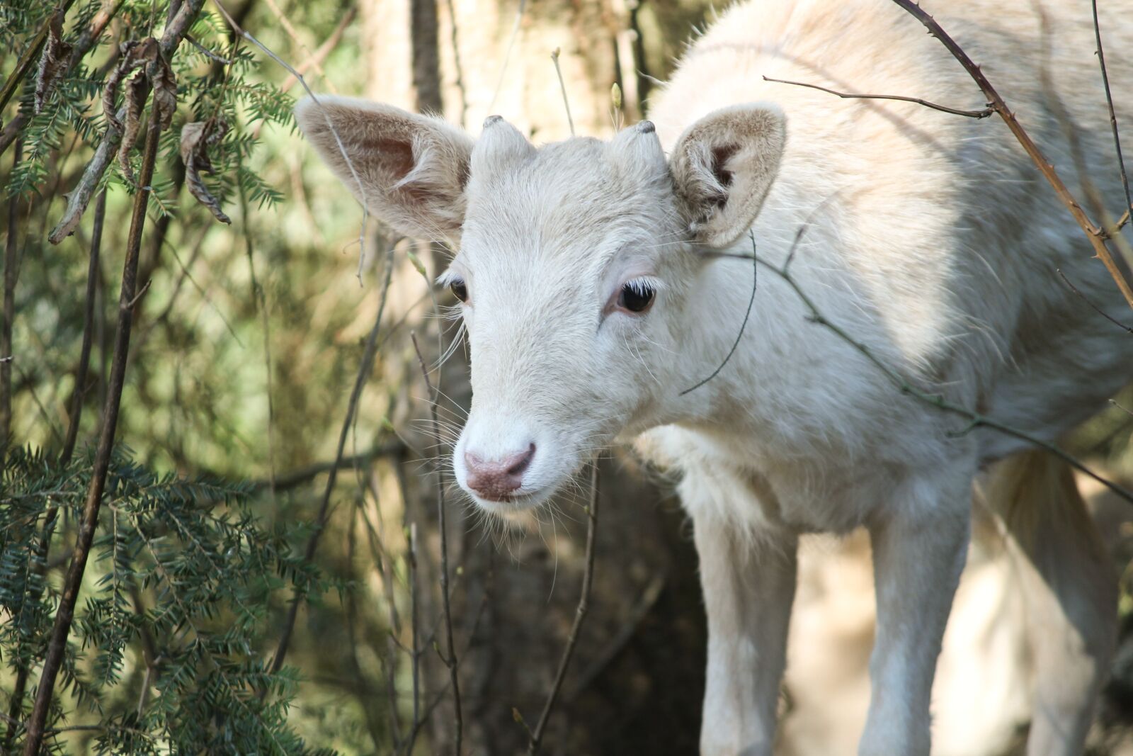 Canon EOS 1100D (EOS Rebel T3 / EOS Kiss X50) sample photo. Roe deer, white, albino photography