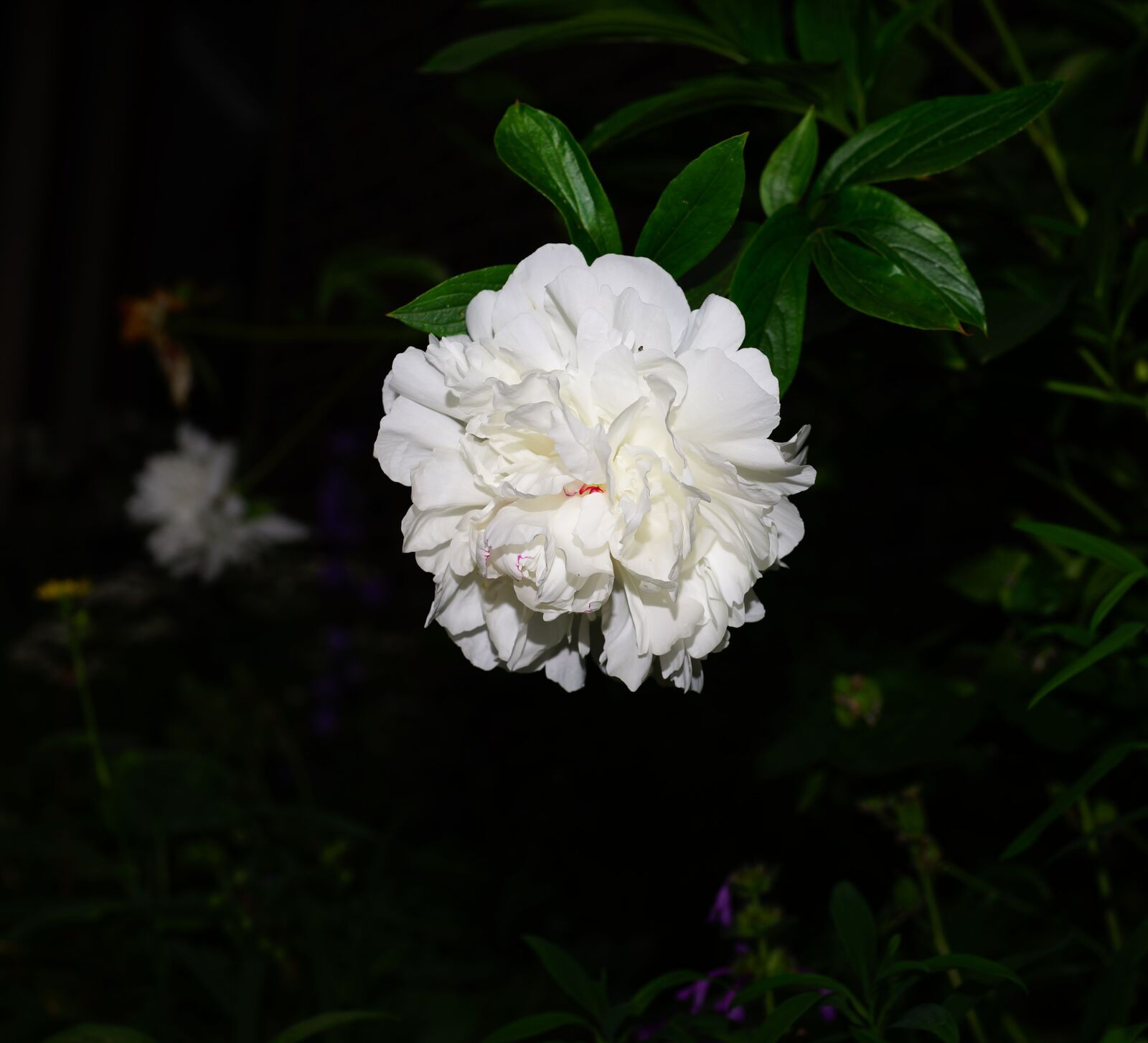 Sony a99 II + Sony Planar T* 50mm F1.4 ZA SSM sample photo. Blossom, bloom, flower photography