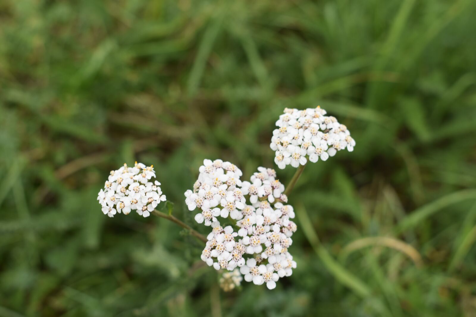 Nikon D3400 sample photo. Germany, landscape, sky photography