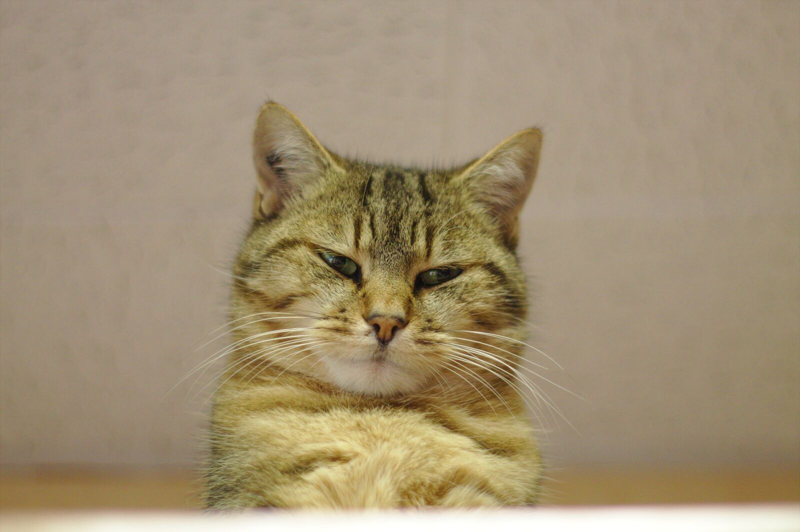 Canon EOS 1100D (EOS Rebel T3 / EOS Kiss X50) sample photo. Cat, tabby, predator photography