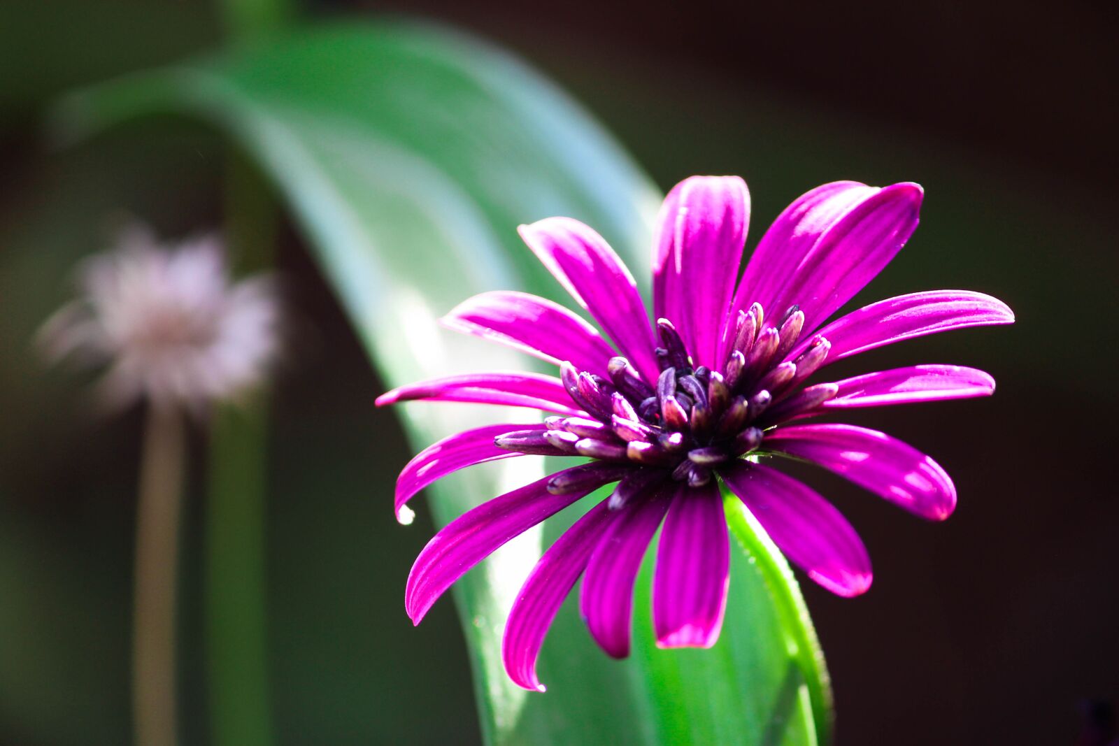 Canon EOS 700D (EOS Rebel T5i / EOS Kiss X7i) sample photo. Nature, flora, flower photography