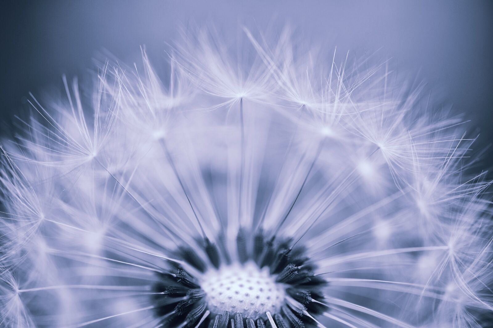 Nikon D3S sample photo. Dandelion, buttercup, garden photography