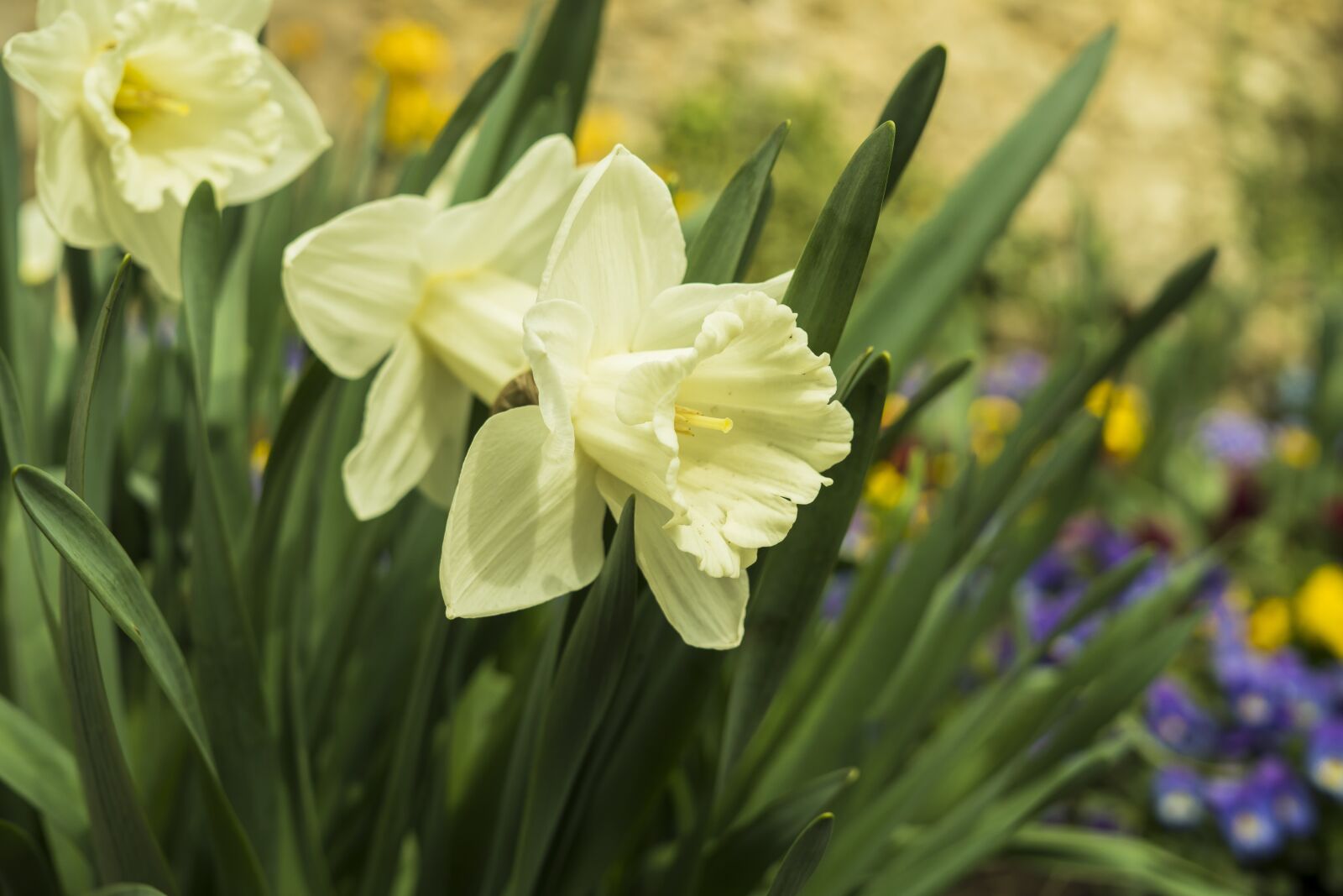 Sony a6300 + Sigma 30mm F2.8 EX DN sample photo. Daffodils, narcissus, spring photography