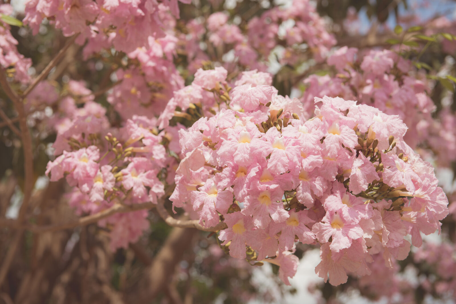 Nikon AF-S Nikkor 24-70mm F2.8G ED sample photo. Beautiful, bloom, blooming, blossom photography
