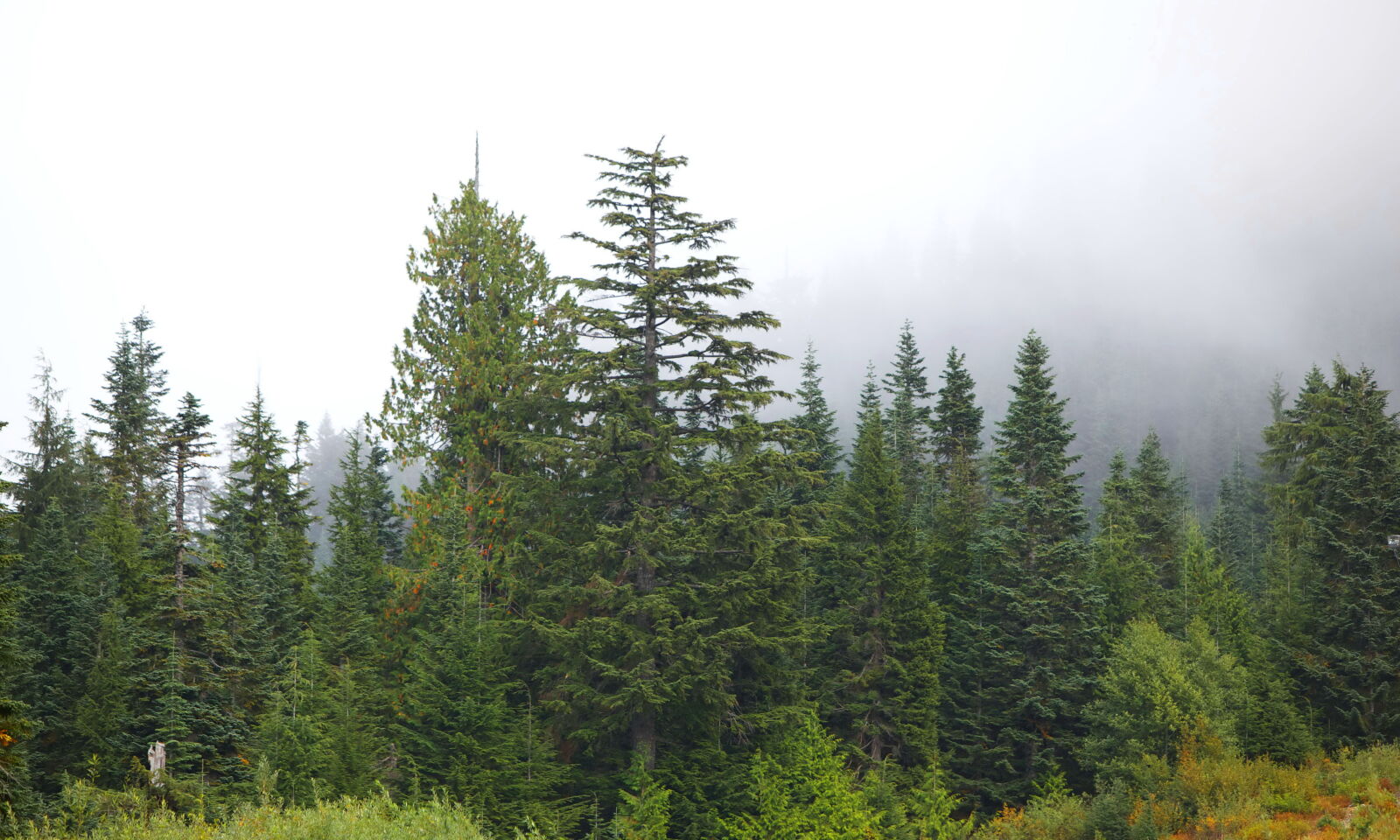 Canon EOS 5D Mark II sample photo. Mountain, evergreen, forested, hillsides photography