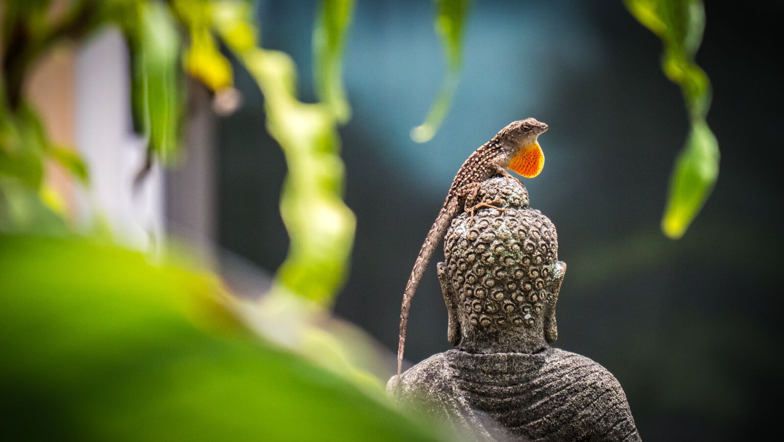Panasonic Lumix DC-GH5 sample photo. Nature, fauna, outdoor photography