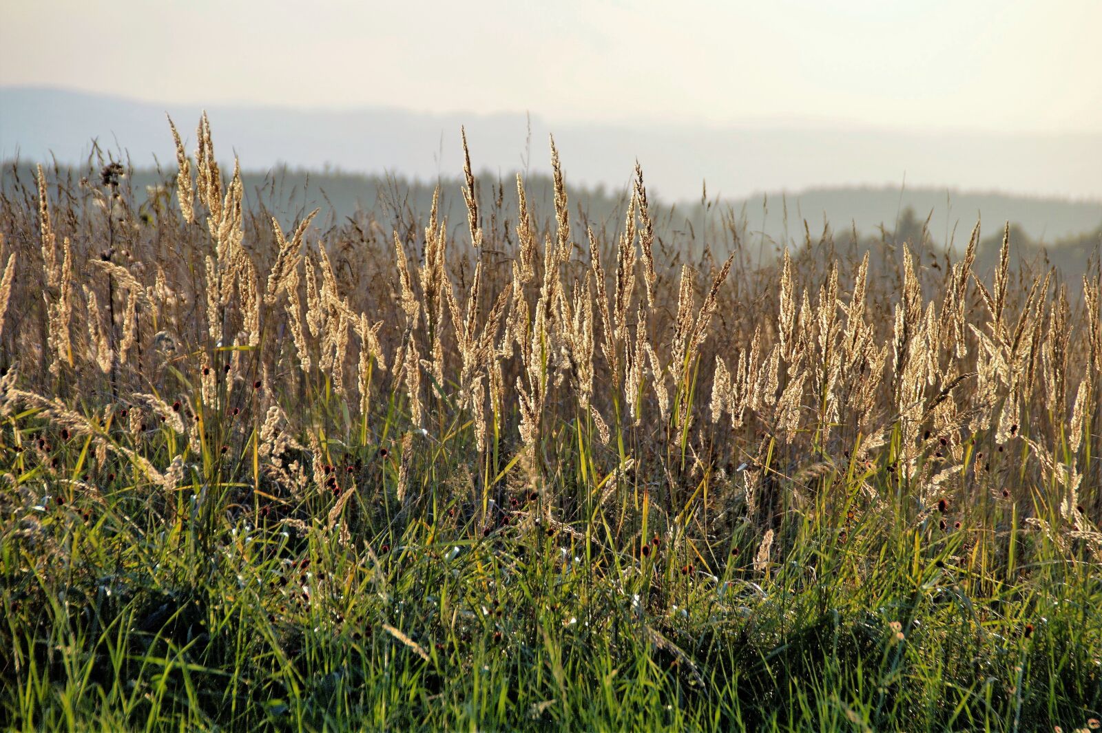Sony SLT-A58 sample photo. Grass, twilight, sunset photography