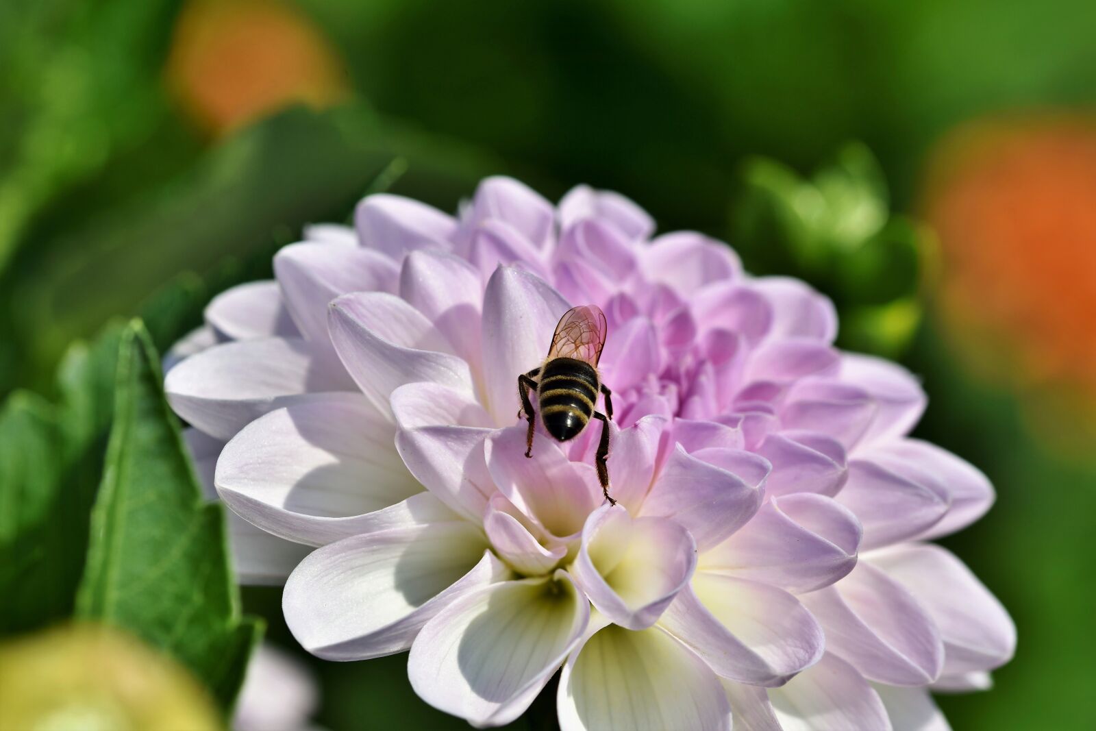 Nikon D7200 sample photo. Dahlia, blossom, bloom photography