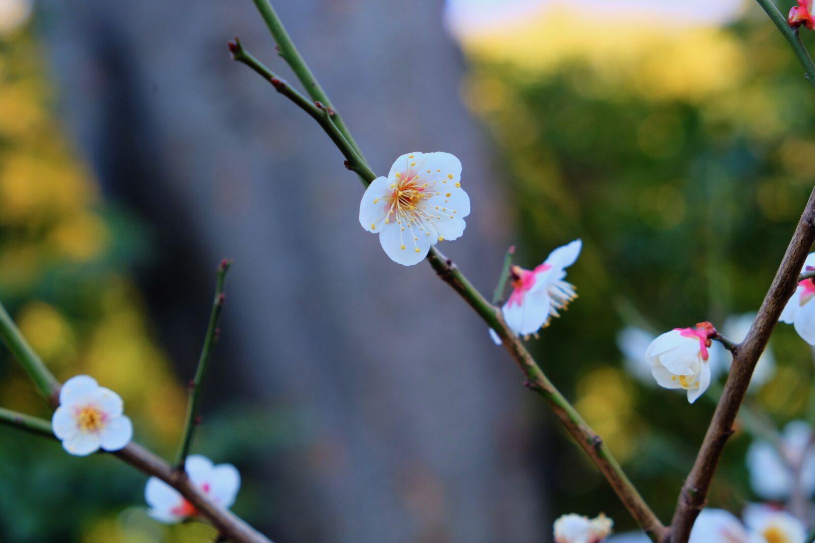 Fujifilm X-T10 sample photo. Flower, white, tree photography